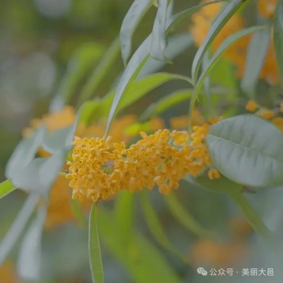 开了开了！大邑的桂花pong香还“好吃”